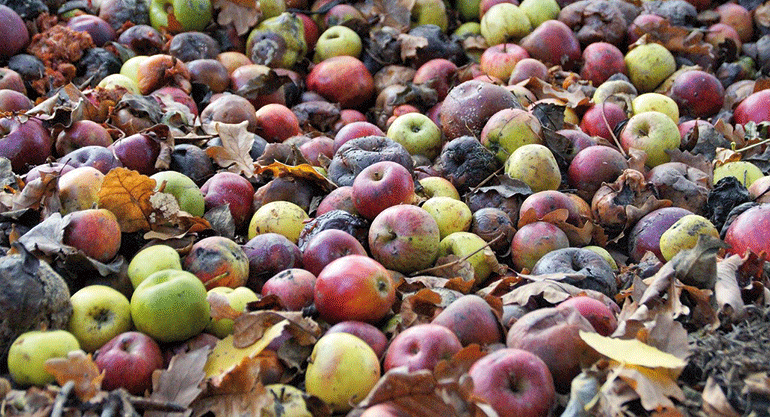 SITRA da un valor añadido a residuos frutícolas en el proyecto FRUTALGA