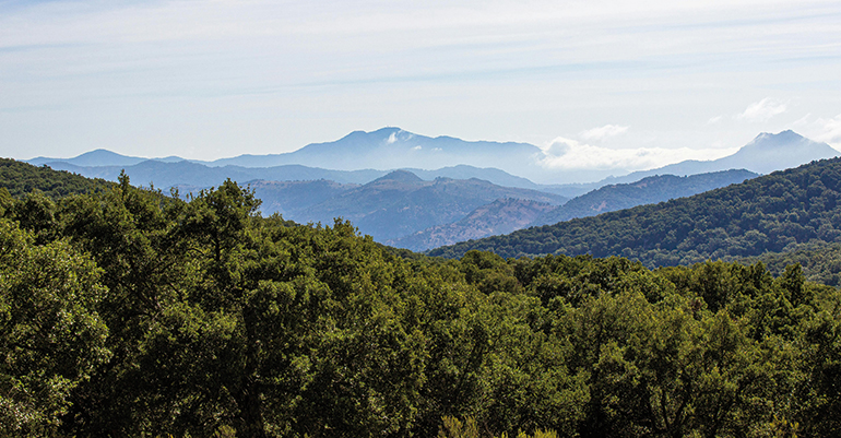 Andalucía, referente en certificación forestal y gestión sostenible de sus montes 