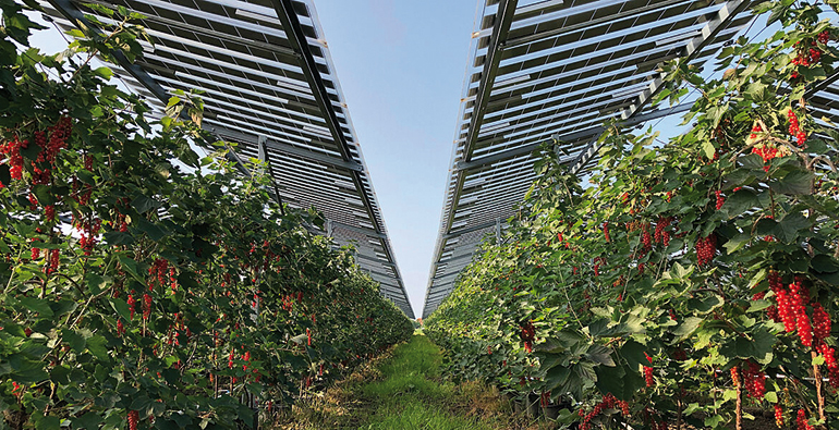 El potencial de la industria agrovoltaica en Andalucía se cita en Sevilla