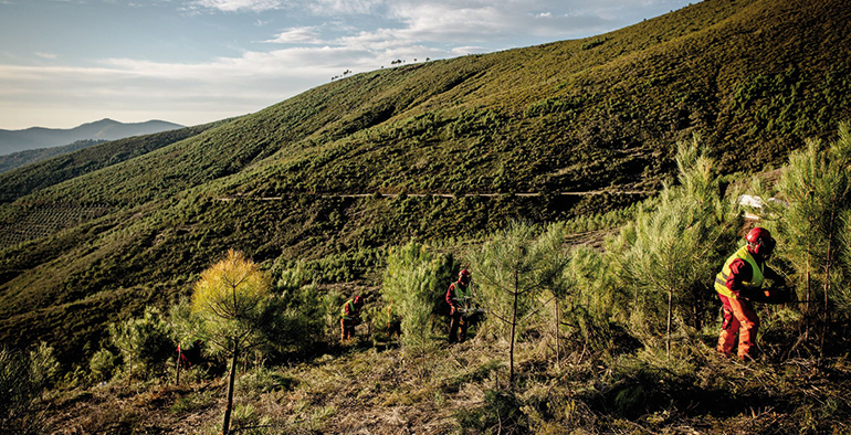 Fujifilm se une a la iniciativa ‘Motor Verde’ de Fundación Repsol para la reforestación de bosques en España y Portugal