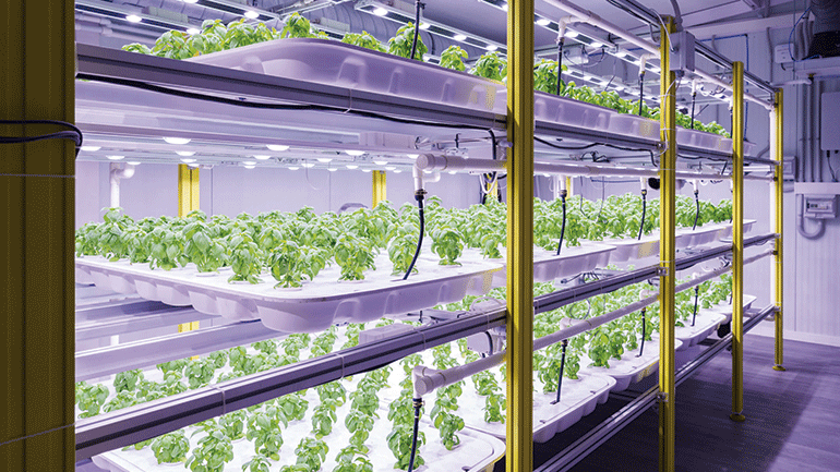 Cultivos verticales para optimizar la producción sostenible de alimentos