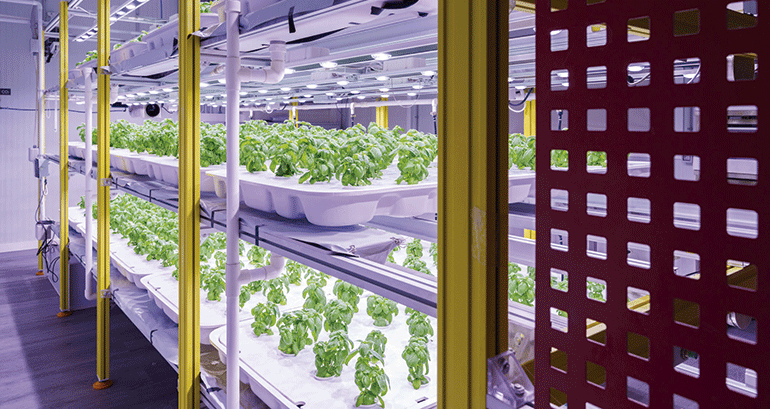 cultivos-verticales-optimizar-produccion-sostenible-alimentos