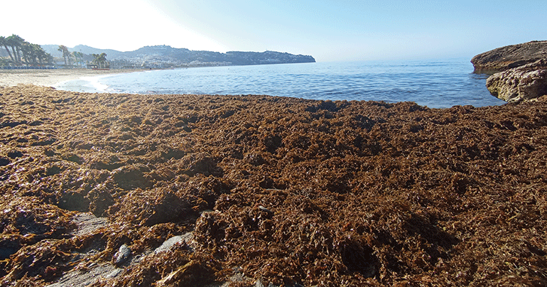 Aimplas participa en un proyecto que evaluará la visibilidad del alga invasora para la producción de bioplásticos en la pesca